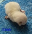 /album/fotogalerie-vrh-c/corrado-vrh-c-21-4-2011-011-jpg/